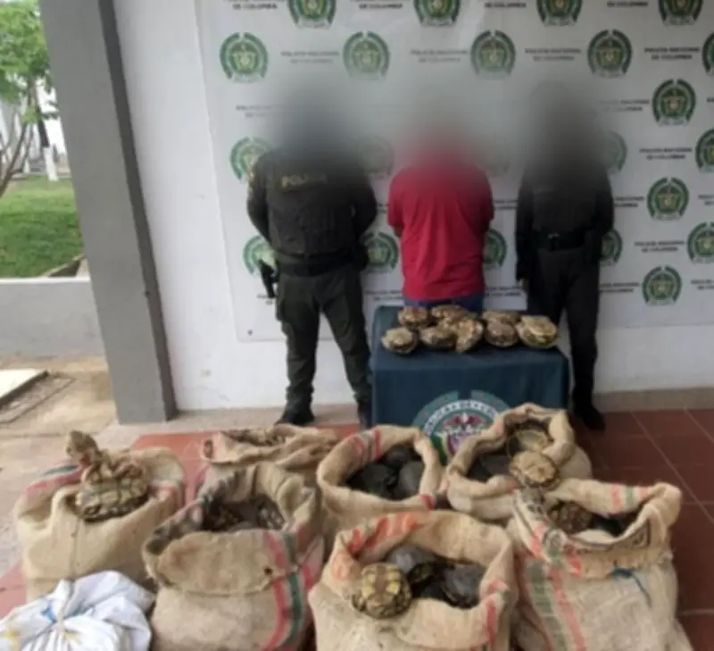 Capturan a 'el Culebrero' transportando ilegalmente más de 255 icoteas en Bolívar