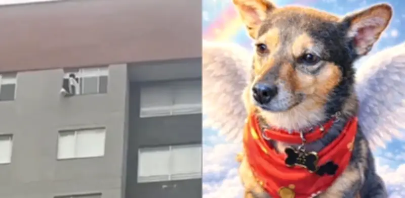 Capturan a hombre que lanzó perro desde piso 25 en Kennedy: presunto responsable estaría bajo efectos de drogas