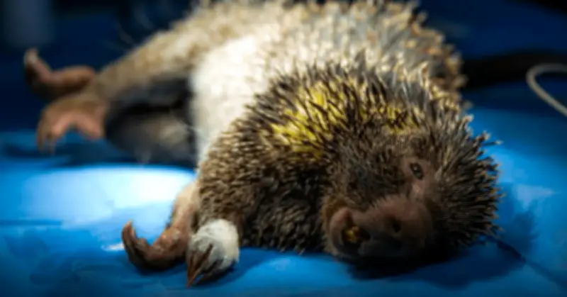 CAR Cundinamarca reporta 93 animales silvestres atropellados en carreteras durante 2025