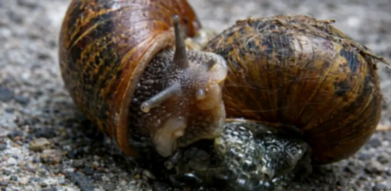 Caracoles hawaianos regresan de la extinción tras 35 años de conservación en cautiverio
