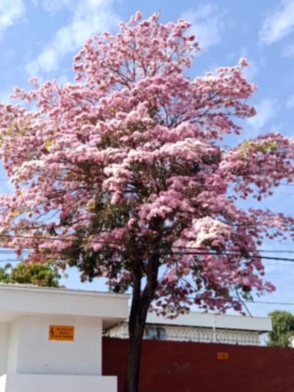 Cartagena se viste de rosa: el florecimiento de robles rosados transforma el paisaje urbano