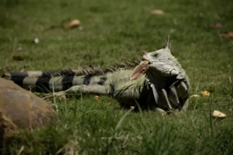 CAS lanza campaña contra tráfico de animales silvestres en Semana Santa en Santander