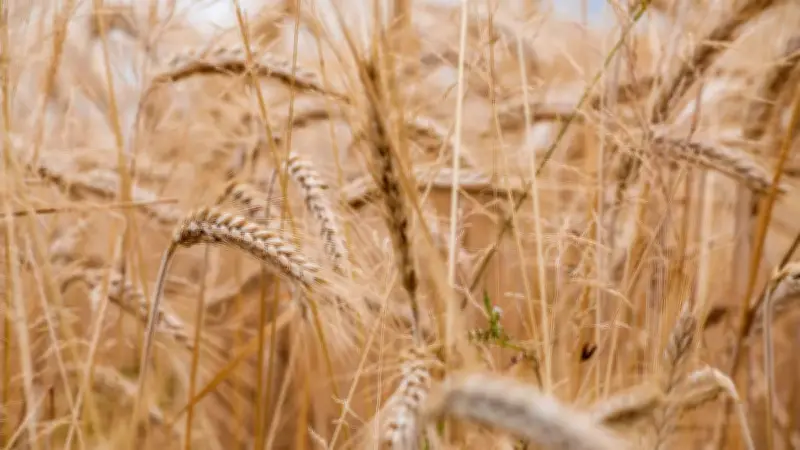 Cereal en Colombia: Transformación de hábitos alimentarios y efectos en la salud