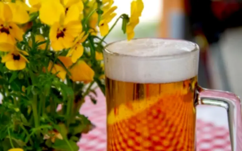 Cerveza en plantas: ¿Fertilizante milagroso o mito peligroso para el jardín?