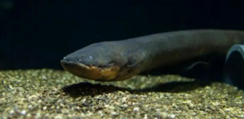 Chefs Michelin lideran campaña para salvar la anguila europea de la extinción