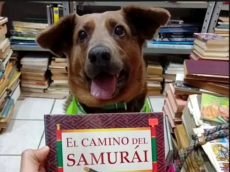 Chilaquil: De perro callejero ciego a símbolo de resiliencia en librería mexicana