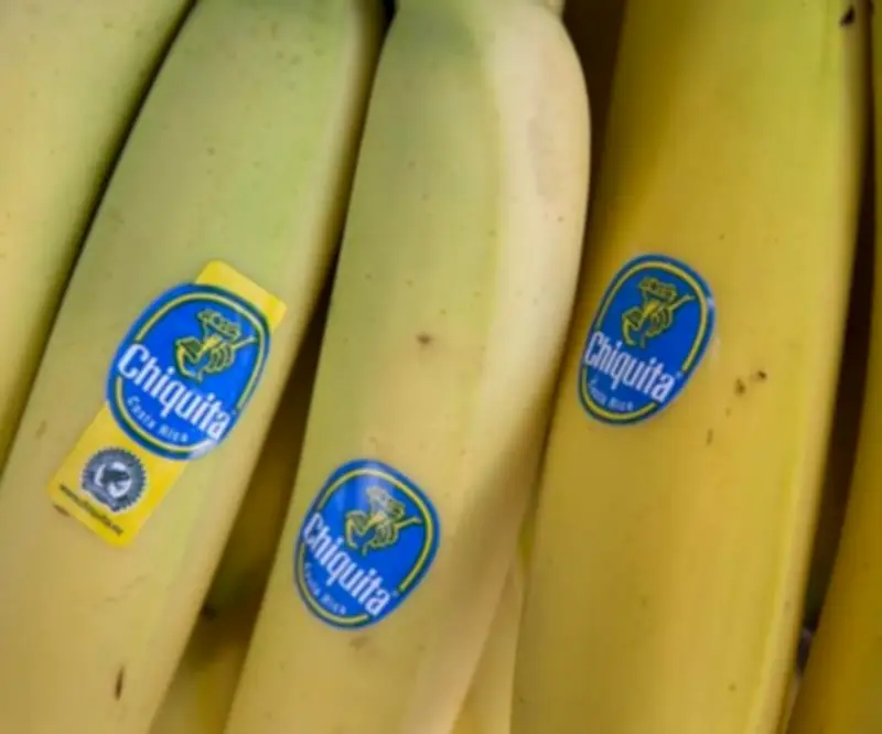 Chiquita Brands reinicia operaciones en Panamá tras huelga bananera de 2025
