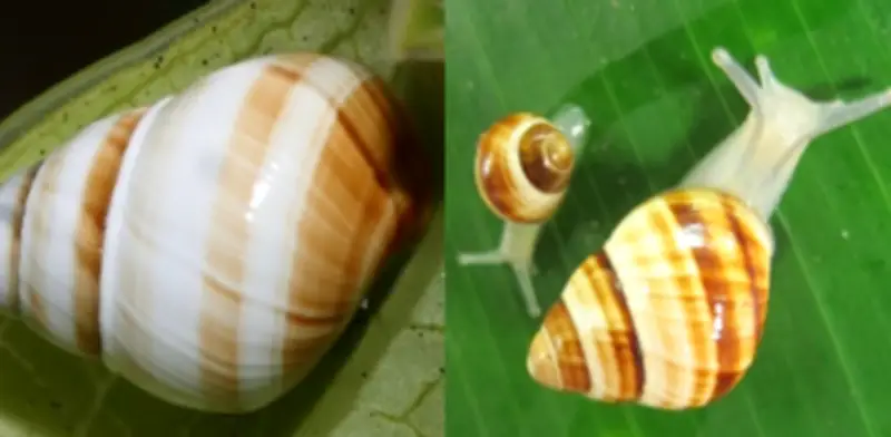 Científico salvó 11 caracoles en 1991 y ahora más de mil regresan a las selvas de Hawái