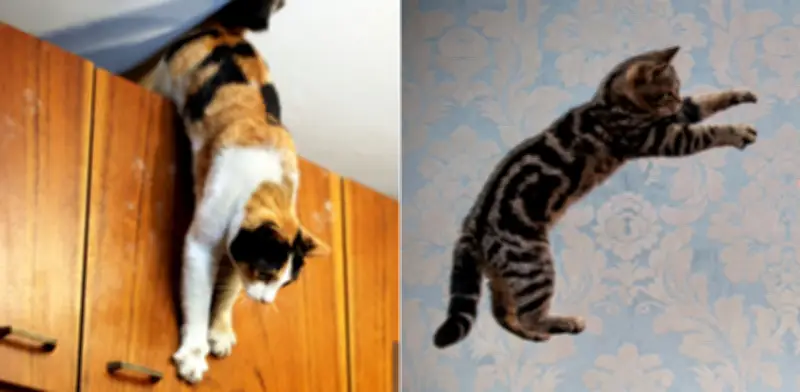 Científicos chinos desvelan cómo los gatos logran caer de pie sin violar las leyes de la física