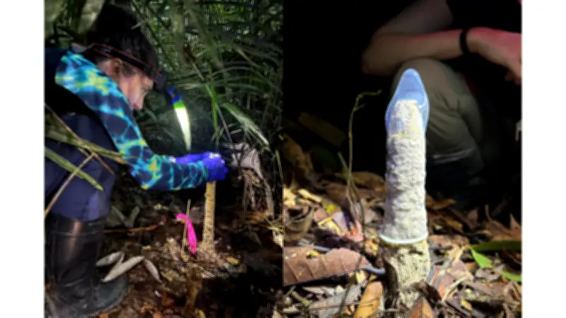 Cigarras amazónicas construyen torres de ventilación con condones en estudio científico