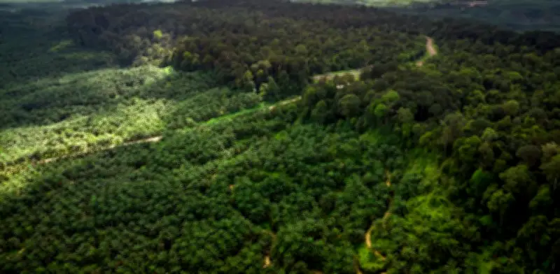 Cinco países concentran más de la mitad de los bosques mundiales en alerta global por deforestación