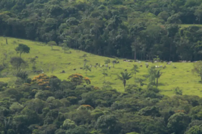 Cámara aprueba ley de trazabilidad ganadera para combatir deforestación en Colombia
