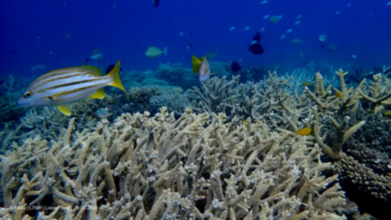 Cámara capta el time-lapse submarino más largo del mundo en arrecifes de Florida
