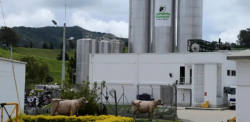 Colanta registra crecimiento del 13,2% en ingresos durante 2025 y lidera exportaciones lácteas