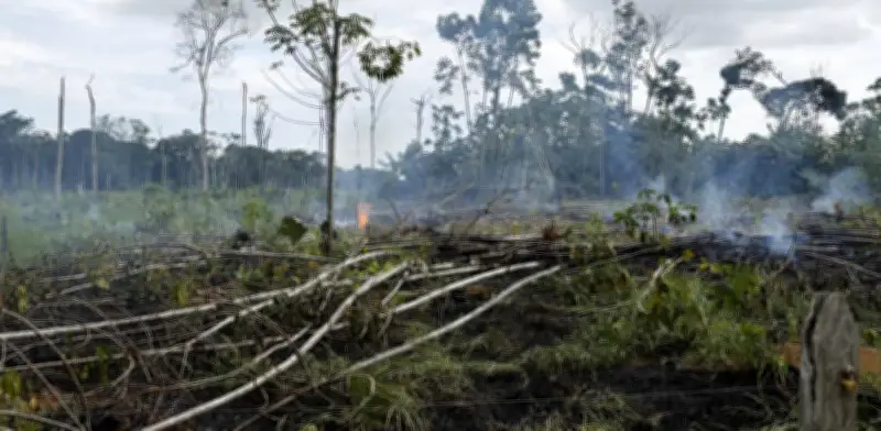 Colombia avanza en requisitos de no deforestación para exportaciones a la Unión Europea