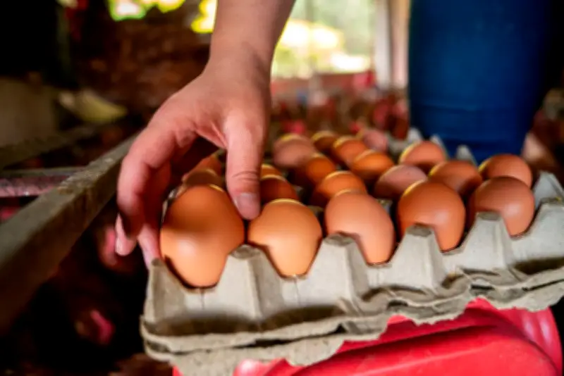 Colombia lanza estrategia 'Con huevos queda mejor' para transformar consumo en 2026