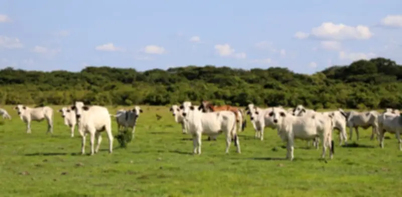 Colombia lanza guía para integrar políticas sobre clima, alimentación y biodiversidad