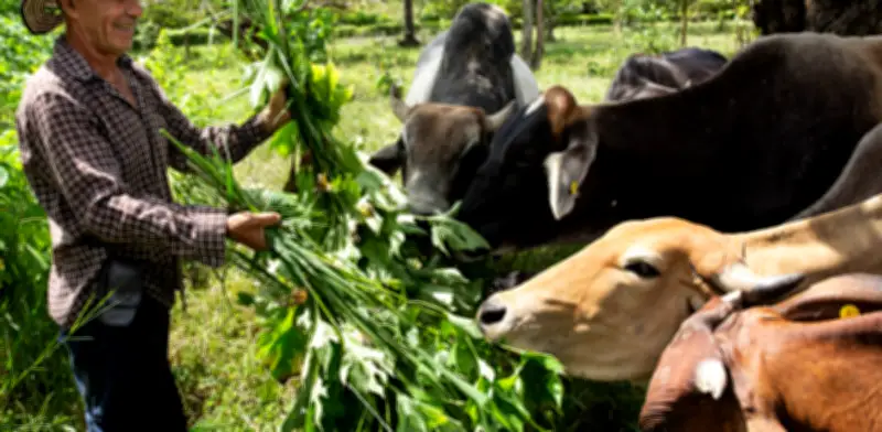 Colombia lidera proyectos regenerativos que demuestran rentabilidad en la recuperación de suelos