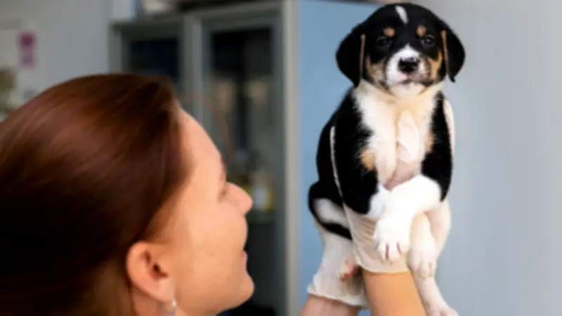 Comparendo a fundación animalista por esterilizar en calle de Facatativá genera debate legal
