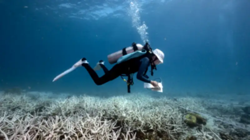 Condena a guía de buceo por muerte de turista en Cartagena: fallo judicial histórico