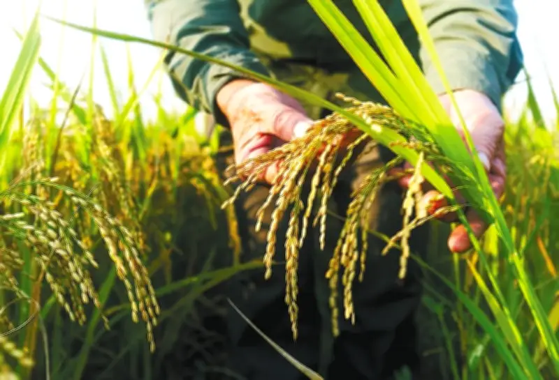Condiciones laborales en arrozales: el lado oculto de la crisis del cereal en Colombia