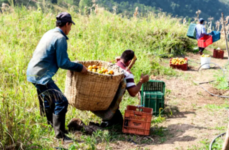 Conflicto en Oriente Medio amenaza al agro colombiano por dependencia de fertilizantes importados