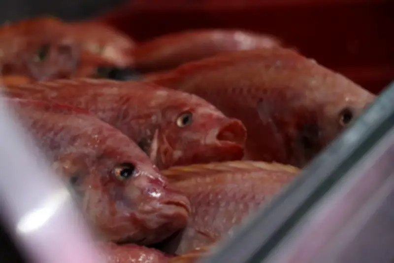 Consumo de pescado en Colombia se duplica en la última década, superando los 11 kg per cápita