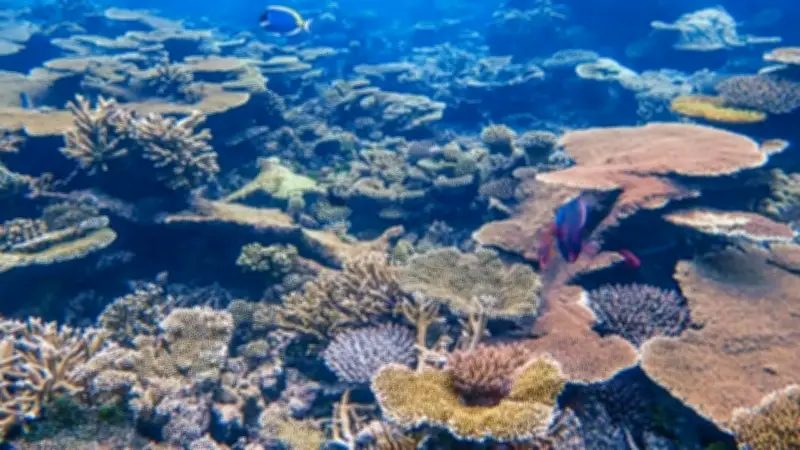 Contraloría detecta irregularidades millonarias en contrato para recuperar arrecifes de San Andrés