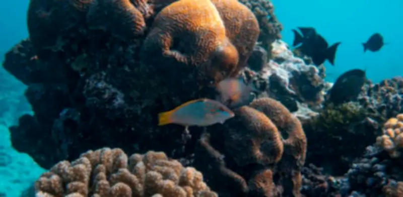 Contraloría investiga contrato de recuperación de corales en San Andrés por irregularidades fiscales