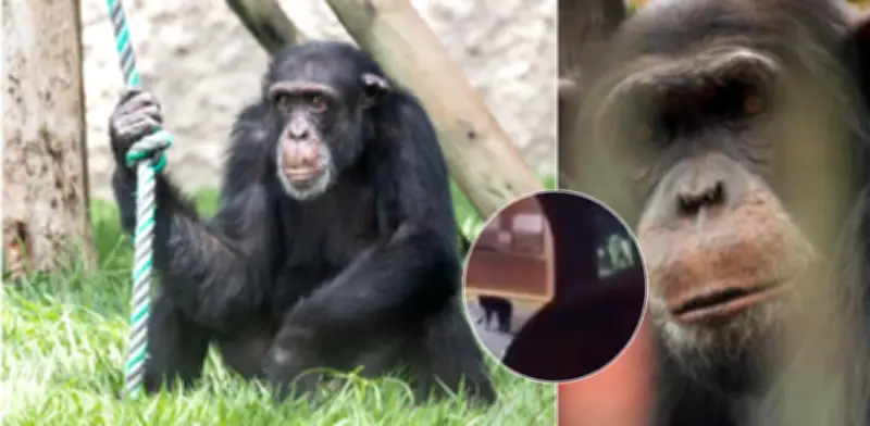 Controversia por chimpancé Yoko: Pereira pide comisión a Brasil para verificar sus condiciones