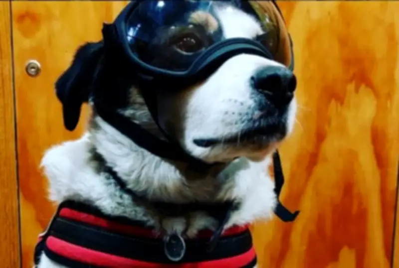 Copón, el perro rescatado que se convirtió en bombero canino en Valparaíso, Chile