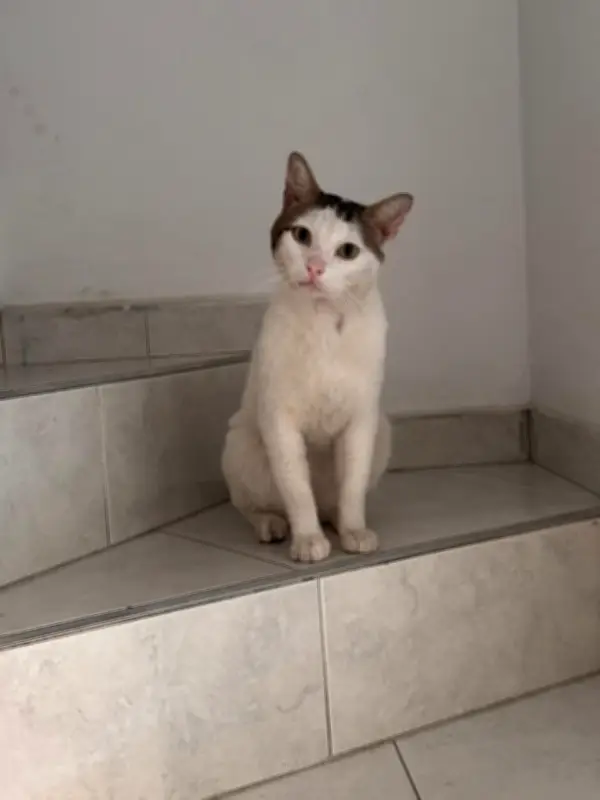 Coqui, el gato sobreviviente que busca hogar especial tras superar graves heridas