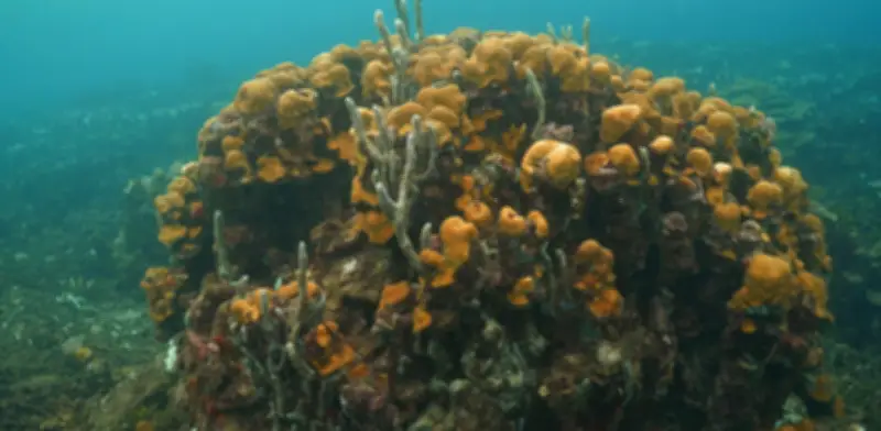 Corales de Varadero en Cartagena: Una década de riesgo por falta de protección legal