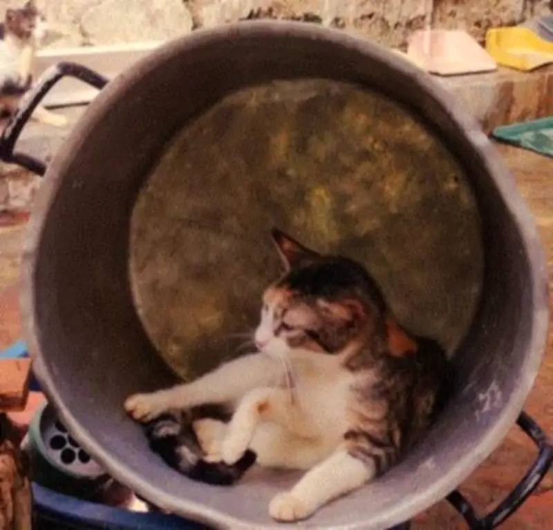 Crisis alimentaria en refugio de gatos de Girón: decenas de felinos rescatados sin comida