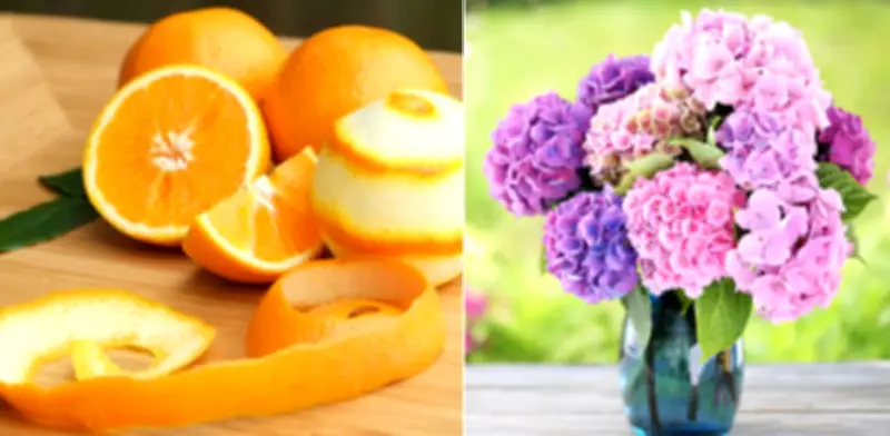 Cáscaras de naranja como fertilizante casero para hortensias: guía completa