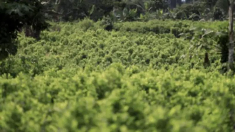 Cultivos de coca a la vista en Putumayo: economía local pese a caída de precios y control armado