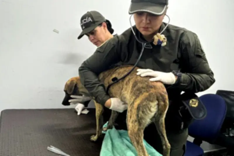 Curso gratuito de primeros auxilios para mascotas en emergencias por inundaciones