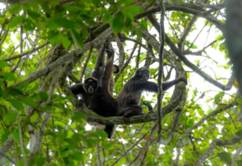 De 50 vacas a un oasis: la transformación ambiental del Magdalena Medio
