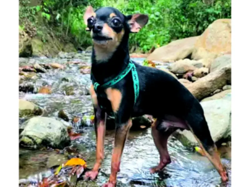 De dóberman a pinscher miniatura: la historia del 'dóberman bonsái' que conquistó un hogar