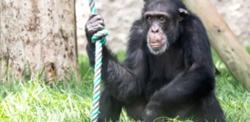 Debate sobre bienestar del chimpancé Yoko tras su traslado a santuario brasileño