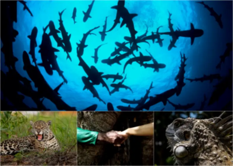 Delfines rosados del Amazonas revelan grave contaminación por mercurio y bacterias resistentes