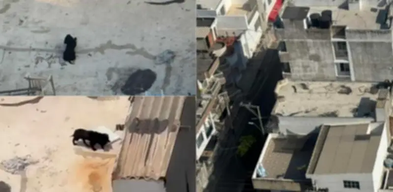 Denuncian maltrato animal en Cartagena: perro atrapado en terraza sin agua ni protección