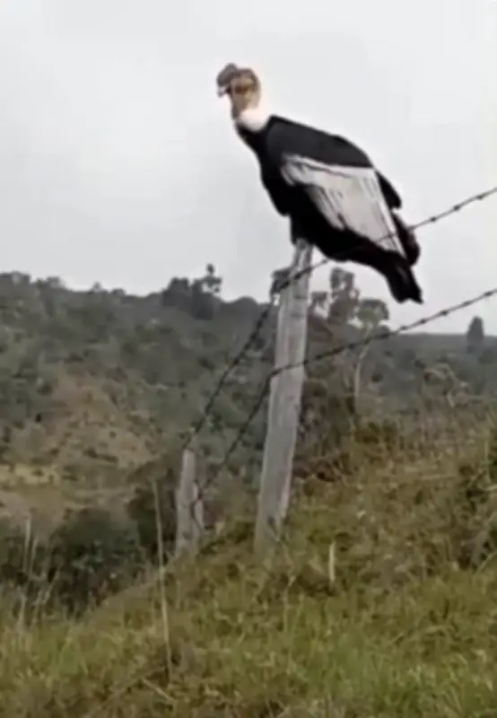Deportista graba majestuoso vuelo de cóndor andino en Puracé, Cauca