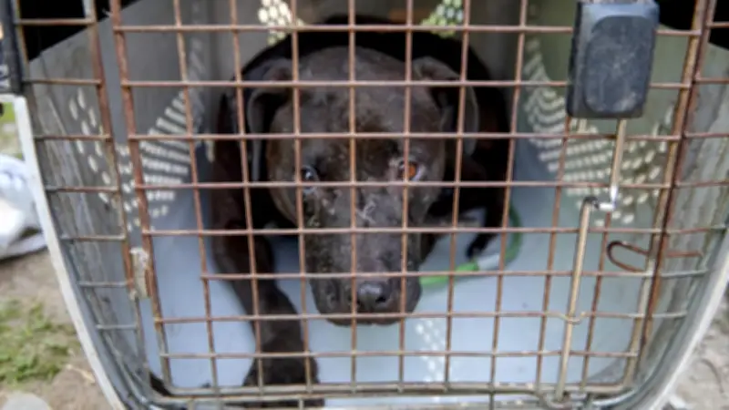 Desarticulan convención internacional clandestina de peleas de perros en La Calera, Cundinamarca