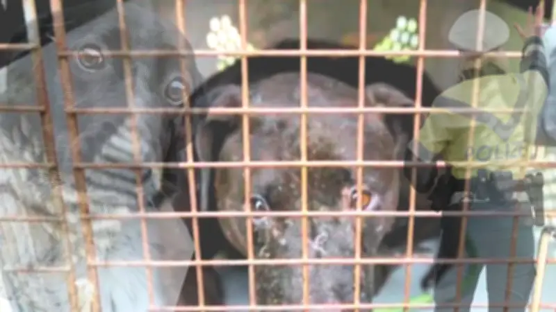 Desarticulan red transnacional de peleas de perros en La Calera con captura de 13 personas