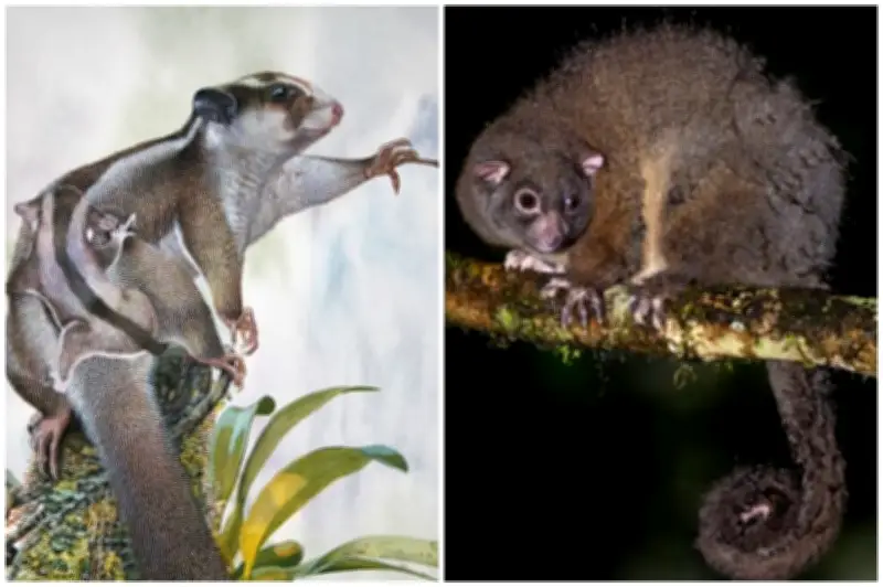 Descubren dos marsupiales que se creían extintos por 6.000 años en Nueva Guinea