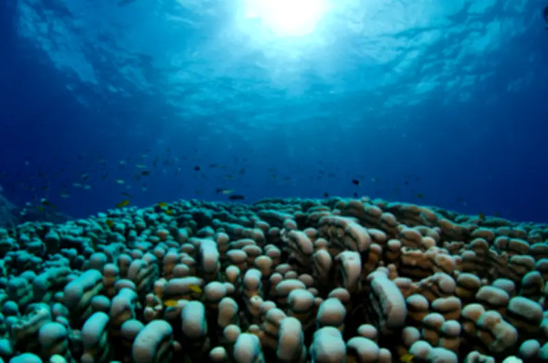 Descubren en Colombia la colonia de coral más grande jamás registrada en el mundo