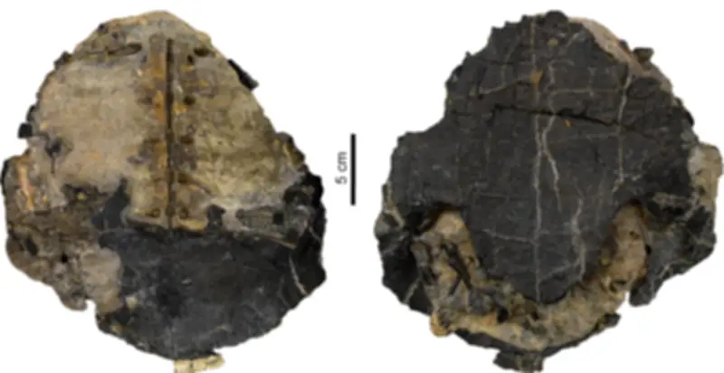 Descubren en La Guajira el bosque tropical más antiguo del mundo con fósiles de gigantes prehistóricos
