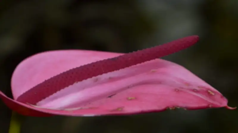 Descubren en Santander nueva especie de planta bautizada como 'Anturio Comunero'