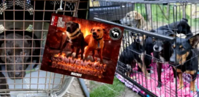 Desmantelan red de peleas de perros en La Calera: cobraban hasta 300 mil pesos por entrada